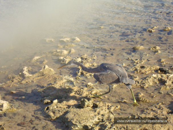 photo 334213