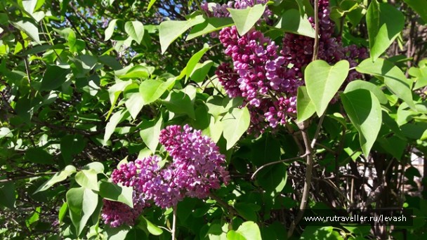 photo 1294089