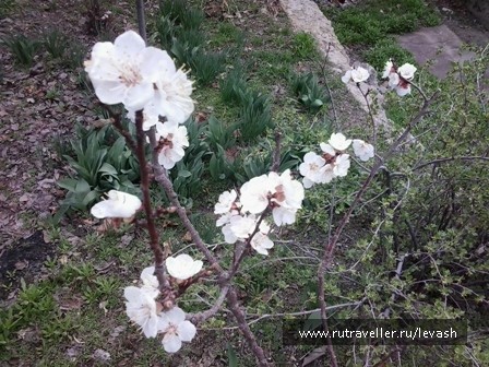 photo 318684