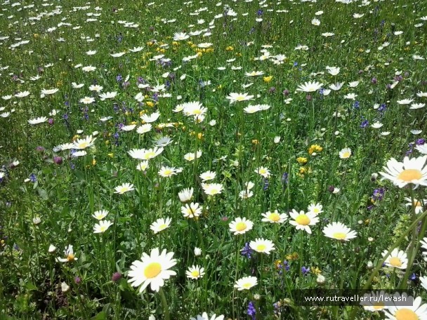 photo 394678