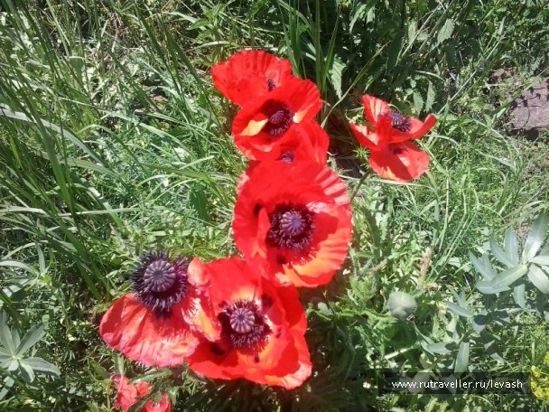photo 394737