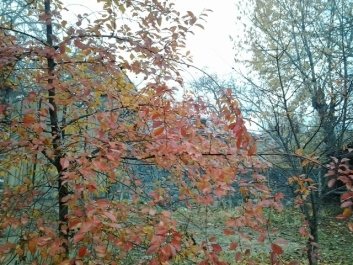 photo 586039