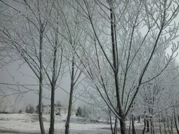 photo 629069