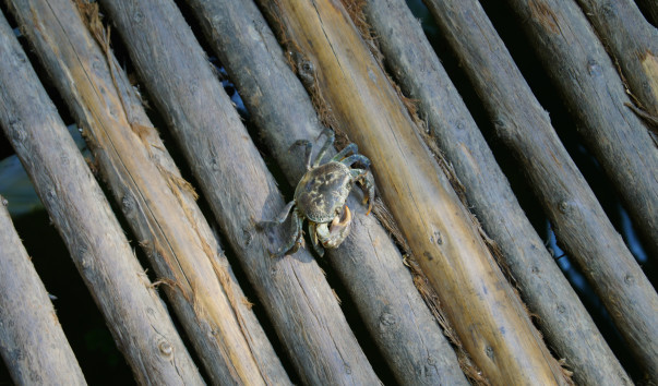 DSC07185