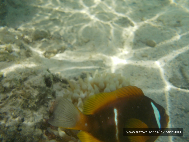 photo 417852
