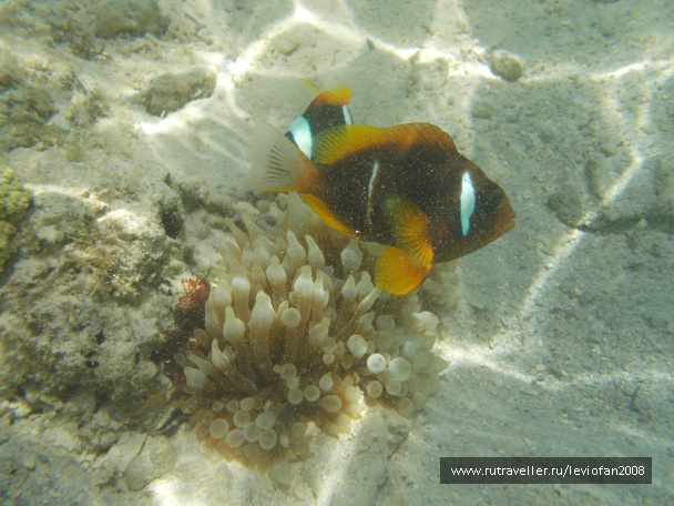 photo 417853