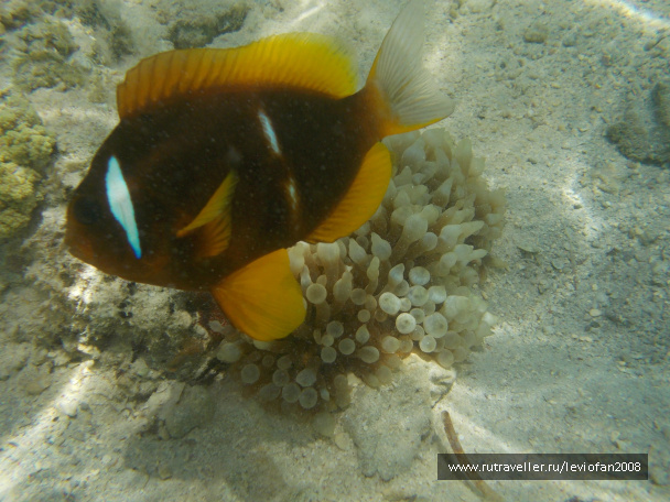 photo 417854