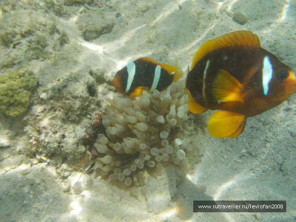 photo 417855