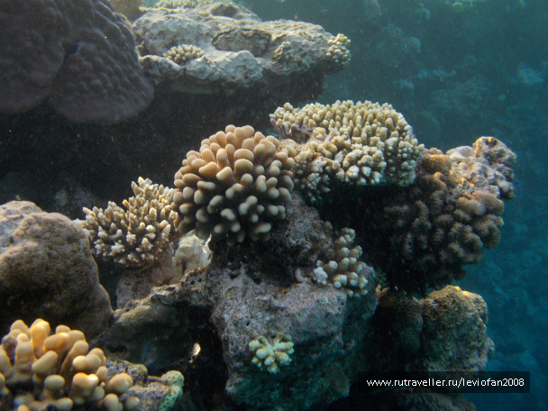 photo 438138