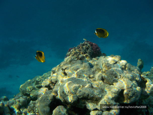 photo 438146