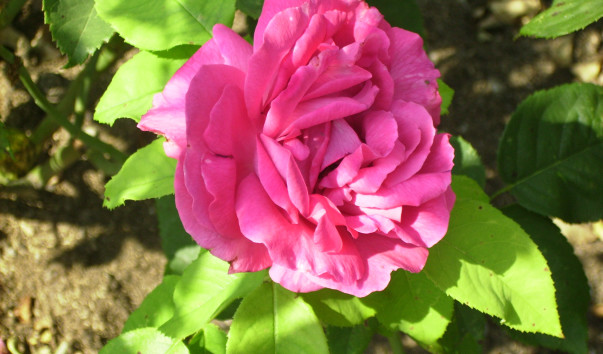 IMGP0652