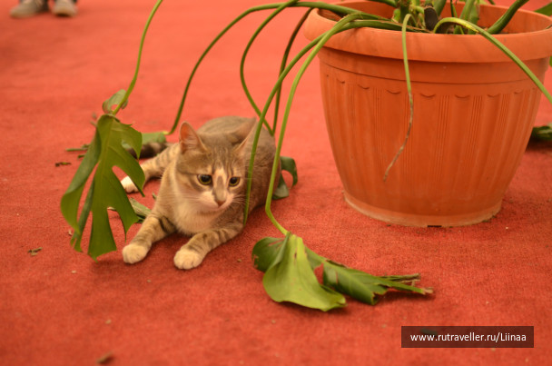 photo 286345