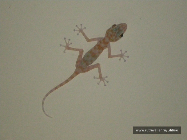 photo 485887