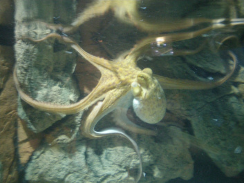 photo 492531