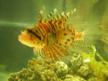 photo 492532