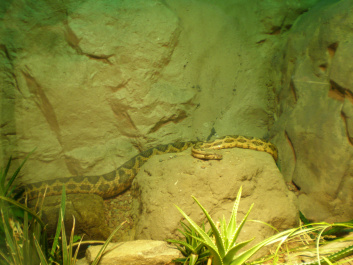 photo 492533