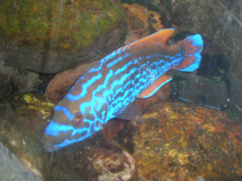 photo 492537