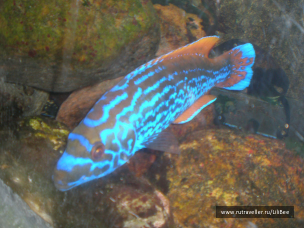 photo 492537