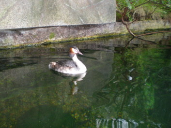 photo 492538