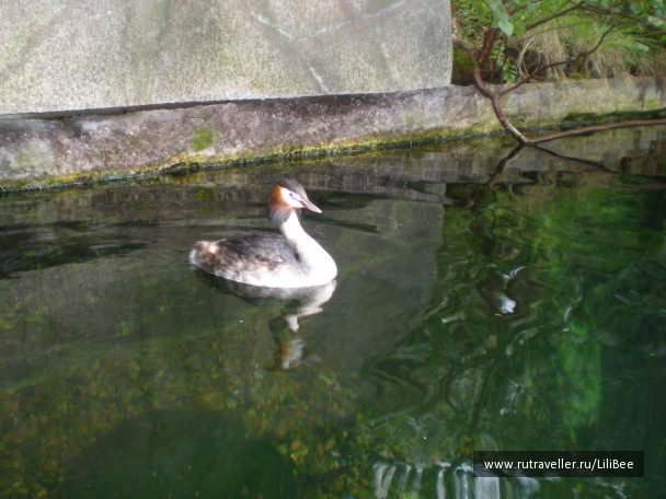 photo 492538