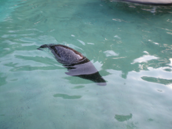 photo 492542