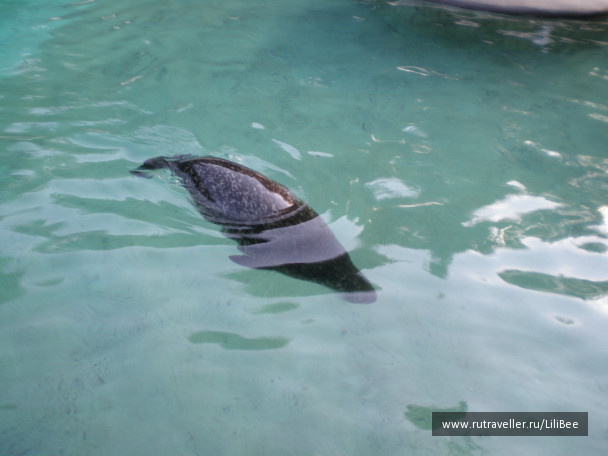 photo 492542