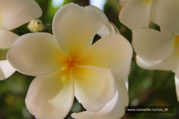photo 137115