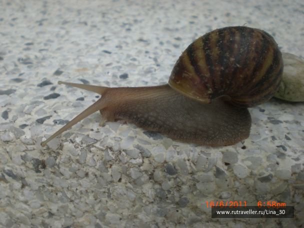 photo 137775