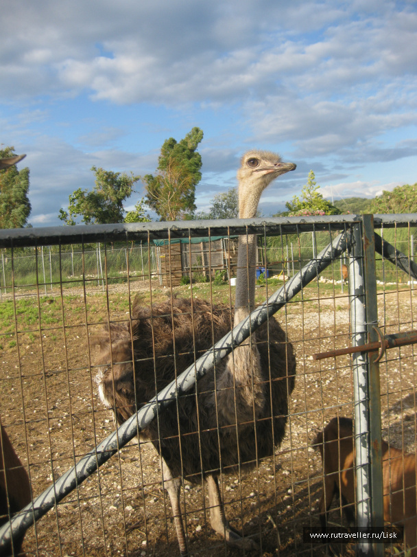 photo 66259