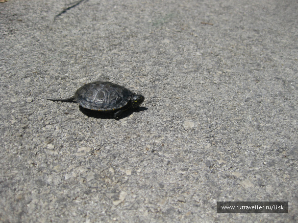 photo 66261