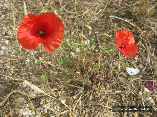 photo 66288