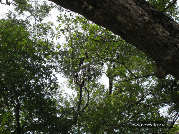 photo 79860