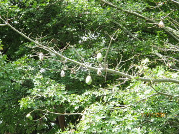 photo 217411