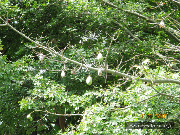 photo 217411