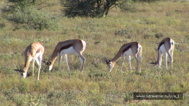 photo 215305