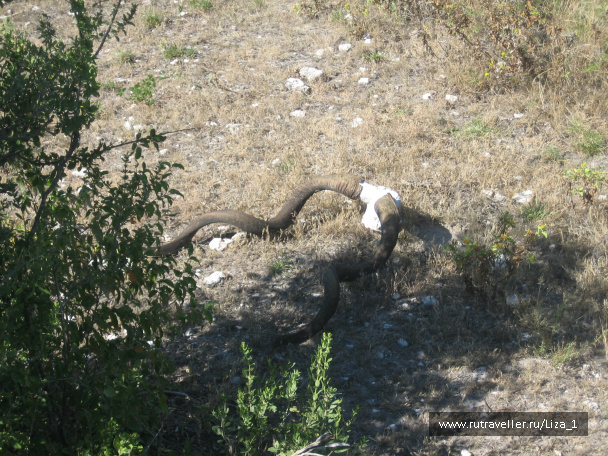 photo 215307