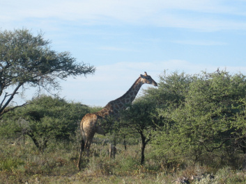 photo 215309