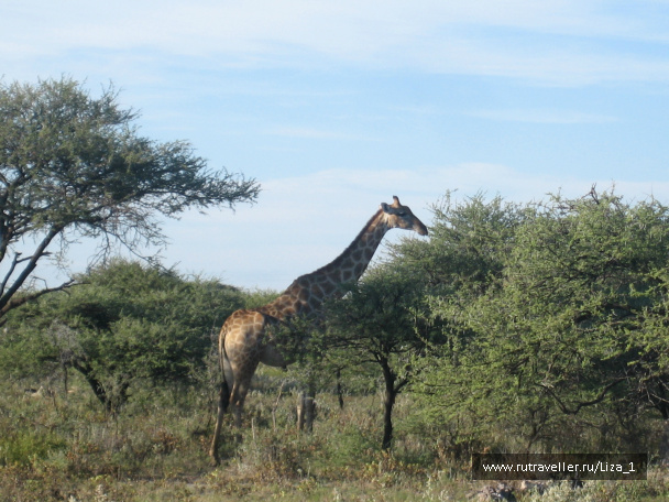 photo 215309