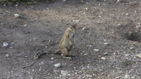 photo 215310