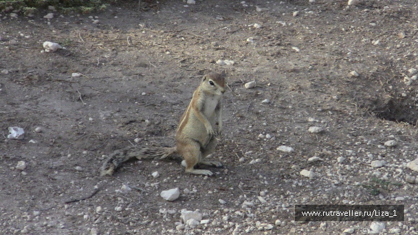 photo 215310