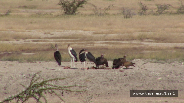 photo 215311
