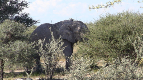 photo 215313
