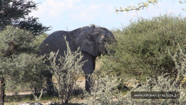 photo 215313