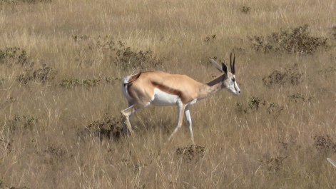 photo 215314