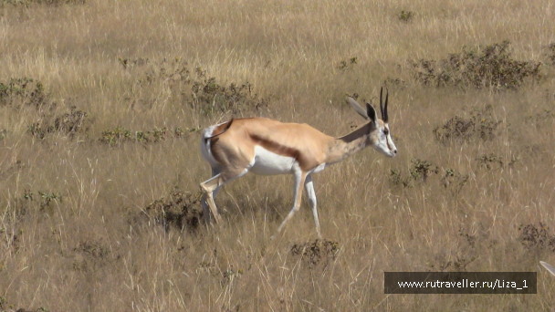 photo 215314