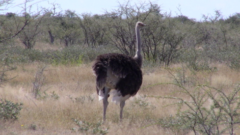 photo 215315