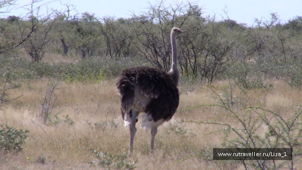 photo 215315