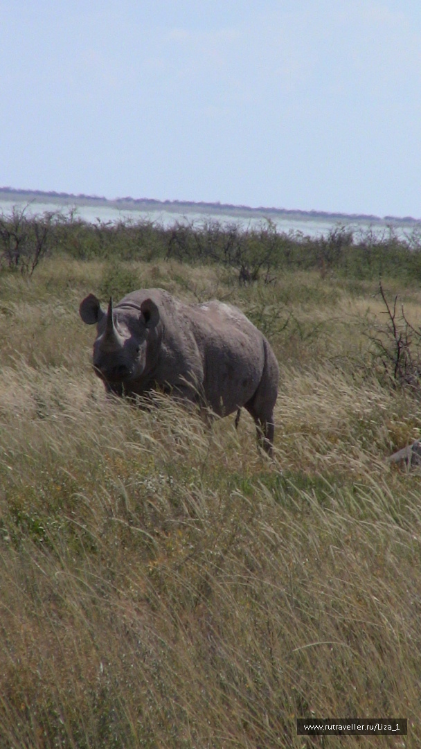 photo 215316