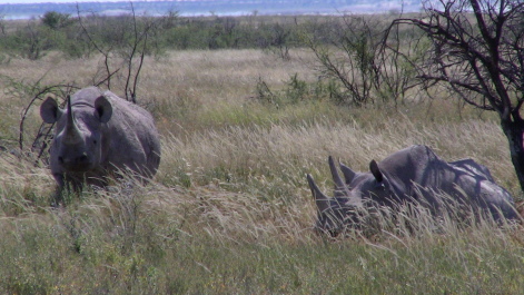 photo 215317