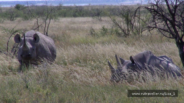 photo 215317